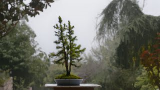 Nursery grown Picea glauca 'Conica' in Kabudachi style  Arkefthos Bonsai