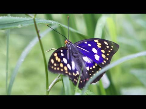 鮮やか夏衣装 国蝶 オオムラサキ Youtube