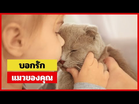 14 วิธีในการบอกรักแมวของคุณ (เพื่อให้แมวเข้าใจ)