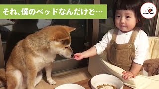 自分のベッドで手を拭かれているのが気になっている柴犬【PECO TV】