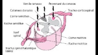 exercice du système nerveux la motricité involontaire (السنة التالثة اعدادي خيار فرنسي)