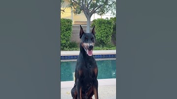 From Pup to Protector: The Doberman’s Training Journey
