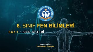 6. Sınıf Fen Bilimleri Sinir Sistemi