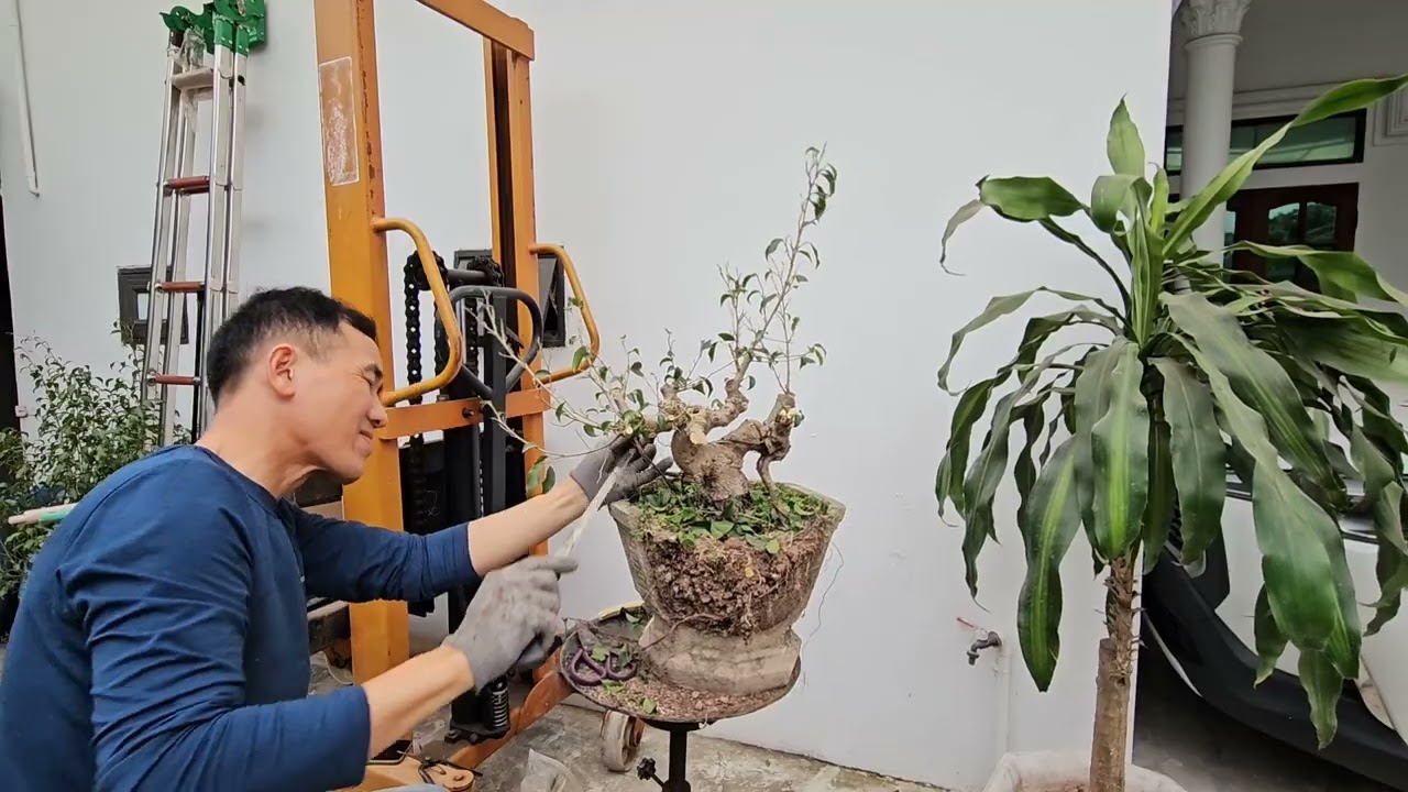 Ts 2750  Định hình quả mini từ cành dâm thành bonsai 