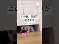 この後、悲劇が…棚の下から出れなくなった犬　　#フレンチブルドッグ #犬　#かわいい犬 #面白い　#犬のいる暮らし