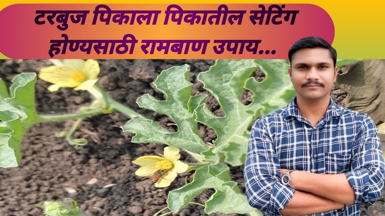 टरबुज पिकाला पिकातील सेटिंग होण्यसाठी रामबाण उपाय... 