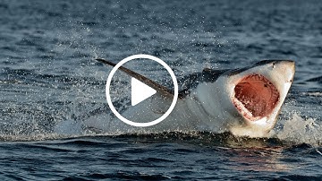 How Sharks Safeguard the Ocean Realm