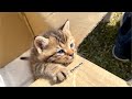 トンビに狙われていた子猫を保護しました
