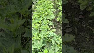 How to grow organic vegetables #organicvegetables #nature #organicproduce
