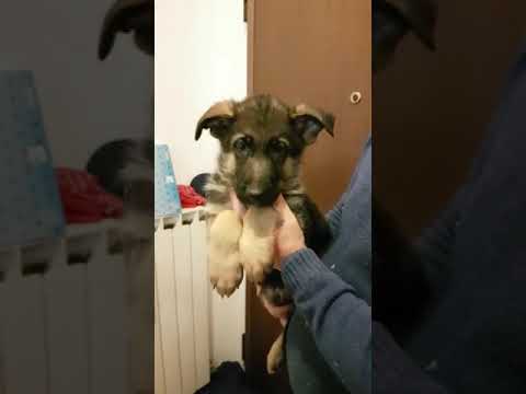 Cuccioli Pastore Tedesco Maschi In Vendita Youtube