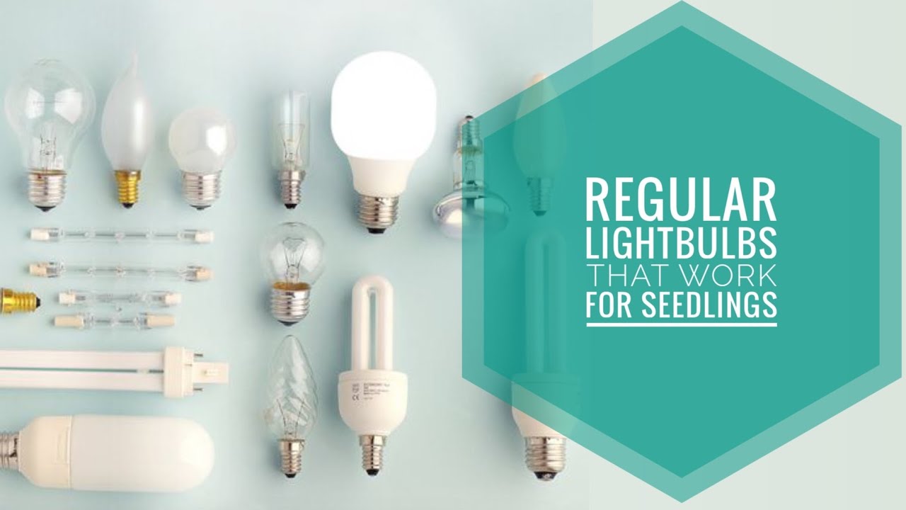 USING REGULAR LIGHTBULBS TO GROW SEEDLINGS & PLANTS ? CHEAP