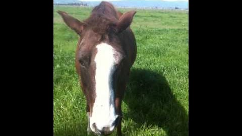 Catching a hard to catch horse - Rick Gore Horsemanship - www.thinklikeahorse.org