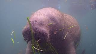 Swimming with manatees at Crystal River