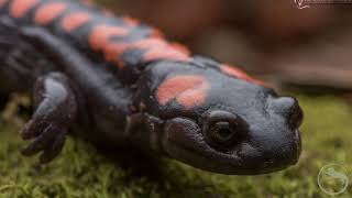 Tlaconete pinto (Isthmura bellii)