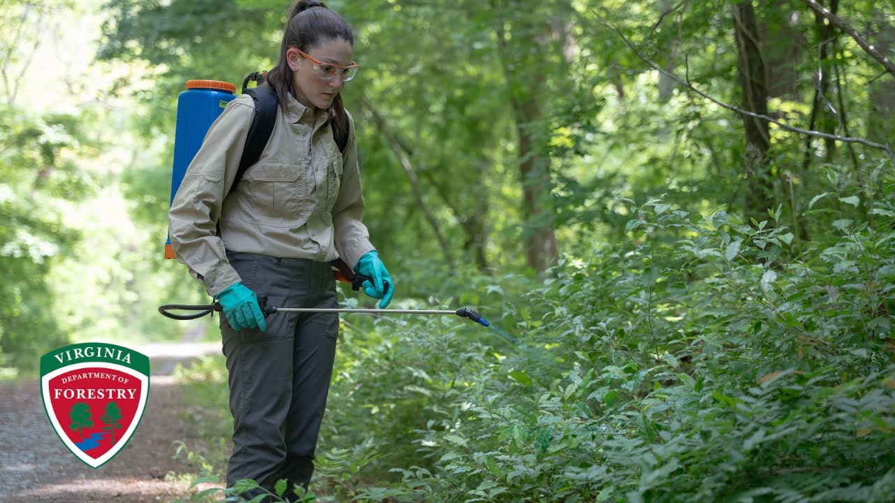 Объяснение гербицидов триклопир