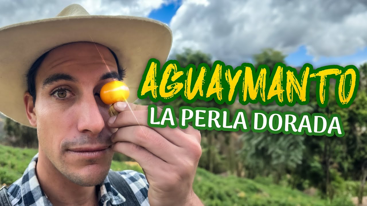 Todo sobre el Aguaymanto: la fruta dorada de los Andes 🌄✨ | Agricooltores