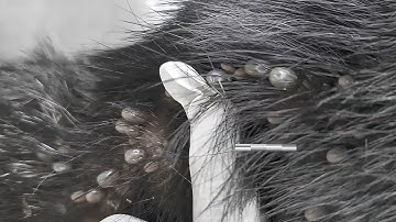 Help Poor Dog In Small Village From Many Big Ticks, Removing Ticks From Dog EP 97 @FamilyKun