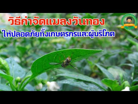 วีดีโอ: การกำจัดแมลงวันผลไม้ - การควบคุมแมลงวันผลไม้ในบ้านและสวน