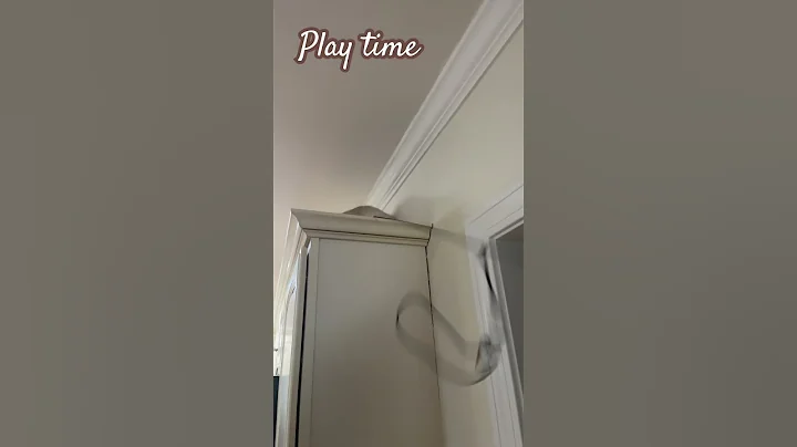 Video 5316401: kitty catlover catlife, catlife catlover cute, catlover catlife funny, mouse catlife cute funny, doll kitty, catlover playing funny, catlover toys