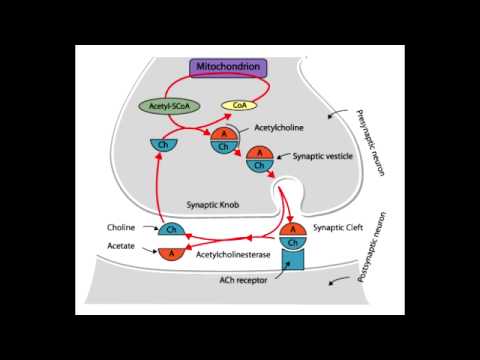 Autonomic Drugs - Cholinergic Nerve Terminal - YouTube