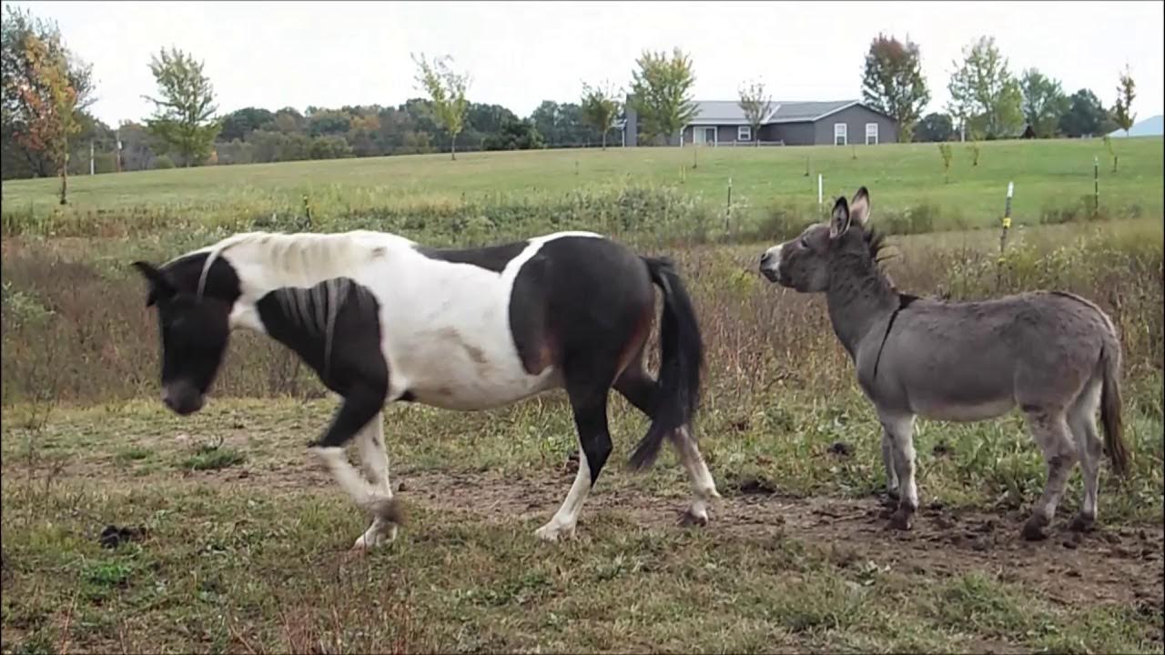 PONY AND DONKEY DOING MORE AWESOME PLAYING!!! 3 YEARS LATER YouTube