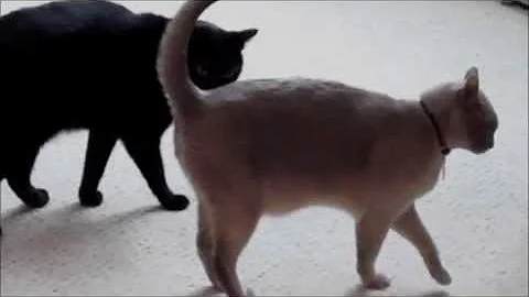 Video 1373261: burmese cat playing, domestic shorthair cat, lilac burmese, burmese black