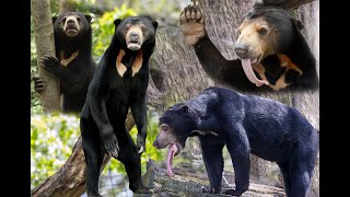 Sun Bears Are Your New Favorite Animal | Bears About The House | Asia Animals|