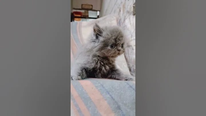 Watch the video about Persian Gray Kitten 🤩🐾 #shorts #shorts #youtubeshorts