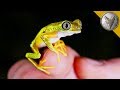 Rarest Frog in the World?