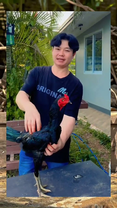 pama iq from 𝚃𝚑𝚊𝚒𝚕𝚊𝚗𝚍 #roosterfarm #hobiayam #ayamberkualitas #aseelmurga