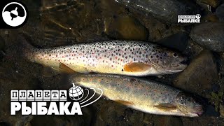 видео: Грузия. Форель в горах | Планета рыбака © картинка: Грузия. Форель в горах | Планета рыбака ©