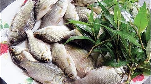 công dụng tuyệt vời đối với sức khoẻ của cá diếc mà ít người biết