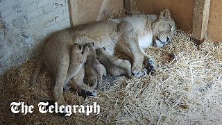 video: Watch: Three endangered lion cubs born at London Zoo