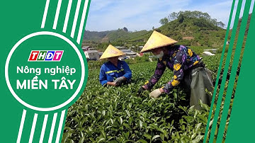 Sơn La: Cao nguyên Mộc Châu vào vụ chè xuân | Nông nghiệp Miền Tây