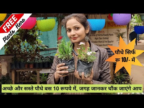 वीडियो: छाया-प्रेमी इनडोर पौधे (43 फोटो): अंधेरे कमरे के लिए रंग नाम जिन्हें सूरज की रोशनी की आवश्यकता नहीं होती है। दालान और अपार्टमेंट के लिए विकल्प