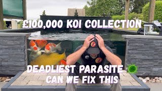 £100,00 Koi Collection v Deadliest Parasite v Koi Services Can We Save These Koi ?