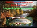 СТОЛЬКО ЛЕТ МЕЧТАЛ ПОПАСТЬ НА ЭТУ РЫБАЛКУ!На СЕВЕР за дикой форелью.Как ловить дикую форель.