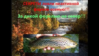 СТОЛЬКО ЛЕТ МЕЧТАЛ ПОПАСТЬ НА ЭТУ РЫБАЛКУ!На СЕВЕР за дикой форелью.Как ловить дикую форель.