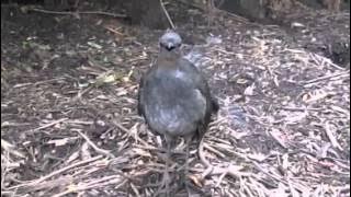 Lyrebird performs at Healesville Sanctuary