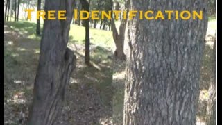 Oak Tree vs Chestnut Tree Identification
