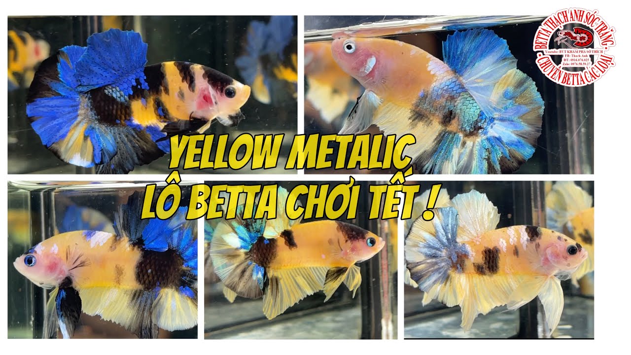 Lô Cá Betta Siêu Phẩm Chơi Tết “KOI YELLOW GLX Metalic” Đỉnh Cao Của Họ Nhà KOI IBetta Thạch Anh ST