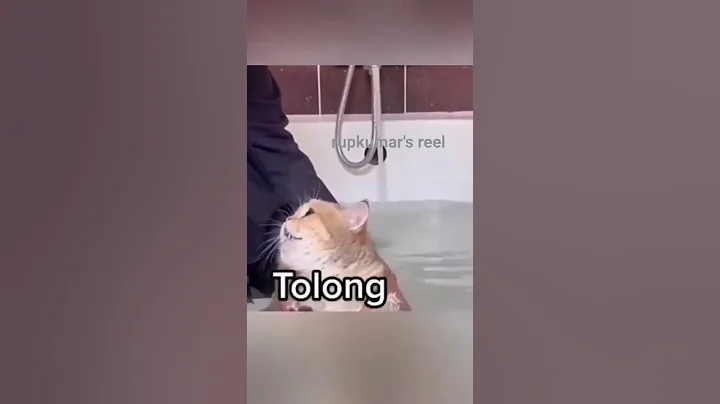 Cat hates bath 😂😂❤️ #funnycats #shorts #cats #cutecats