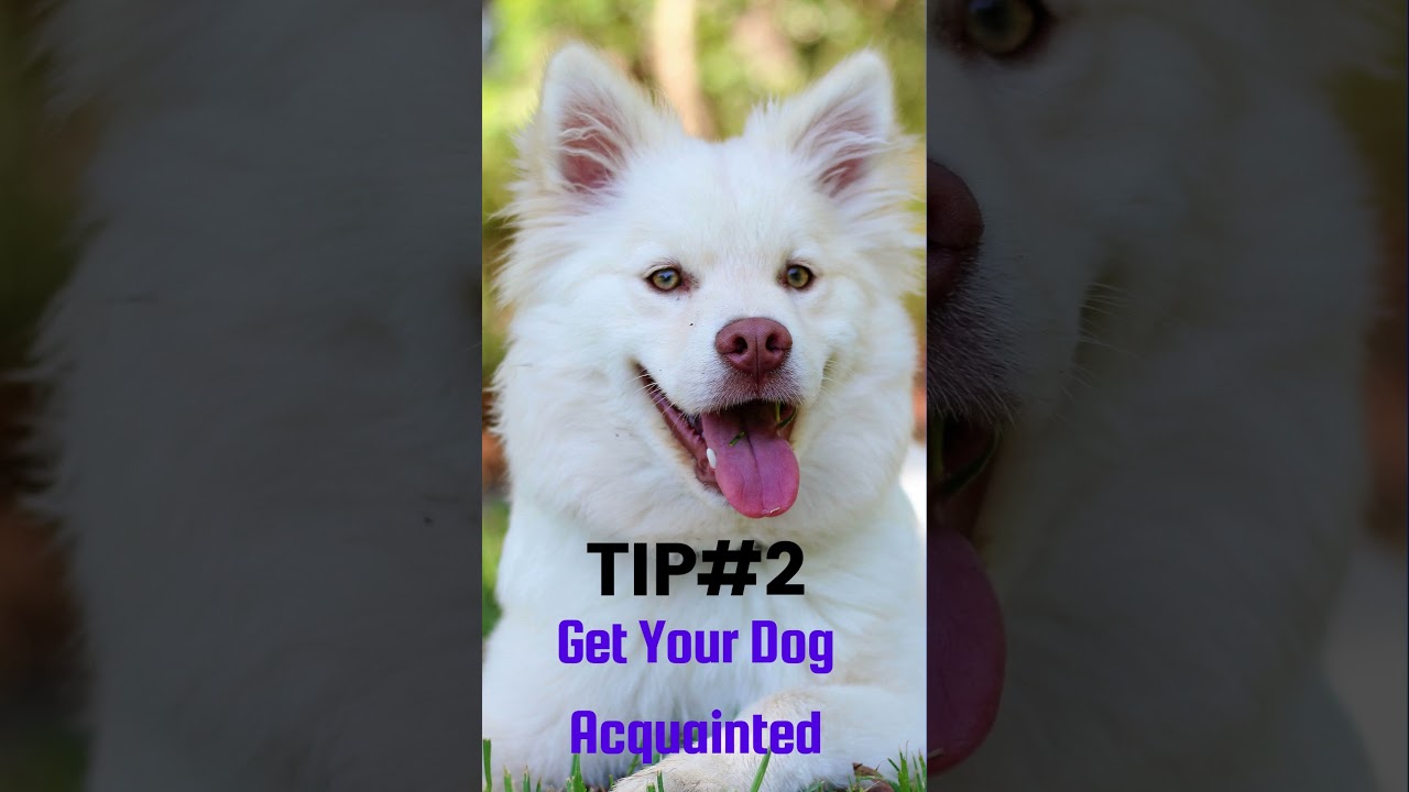 #shorts  “Quick Tips for Brushing Your Dog's Teeth: Dental Health Hacks!Part1” #dog #doglover