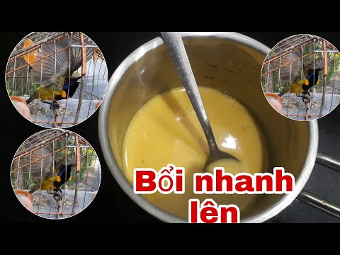 Video Cách làm dung dịch cho chim hút mật nhanh căng - Cần... - youtube