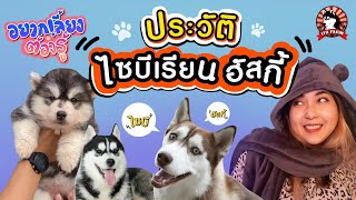 อยากเลี้ยงต้องรู้ - EP1 - ทำความรู้จักไซบีเรียน ฮัสกี้ - By 178 FARM