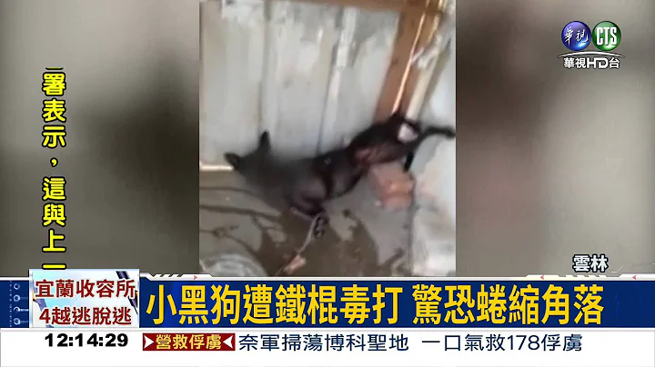 饲主暴怒打狗 头肿鼻孔流血 - 天天要闻