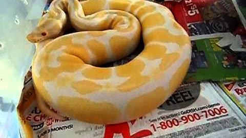 S&LReptiles 11-15-12 Collection Video Pt.2