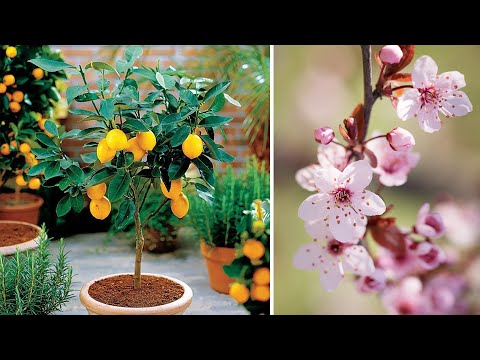 Video: Árboles Frutales Y Arbustos Para El Jardín