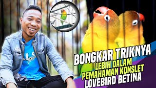 BETINA KONSLET | BREKELE MENCOBA MEMBERANIKAN DIRI MENGOLAH LOVEBIRD BETINA LAGI