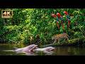 4K ULTRA HD Relax video. Mysterious Amazon Rainforest ( Amazon River Dolphin, Jaguar, Macaw).
